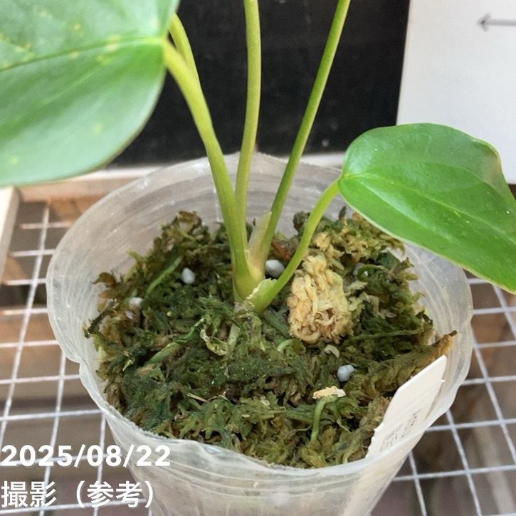 アンスリウム　クイーンオブハート Anthurium Queen of Heart / アンスリウム クイーン オブ ハート【お得