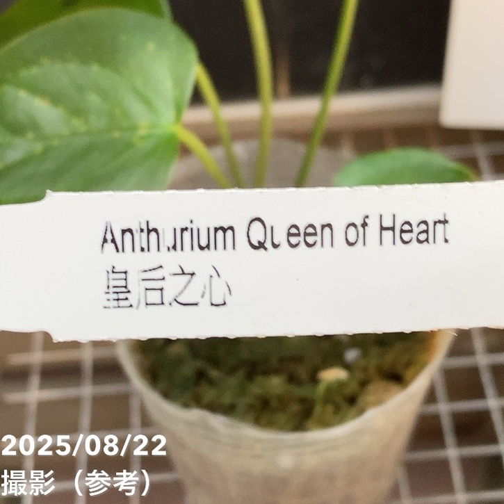 アンスリウム クイーンオブハート 2.5号｜観葉04-PA | 観葉・多肉