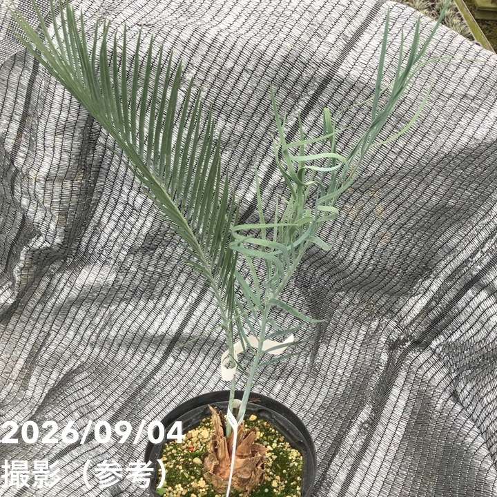 激レア！現品お届け】マクロザミア マクドンネリー Macrozamia