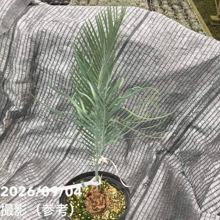 激レア！現品お届け】マクロザミア マクドンネリー Macrozamia