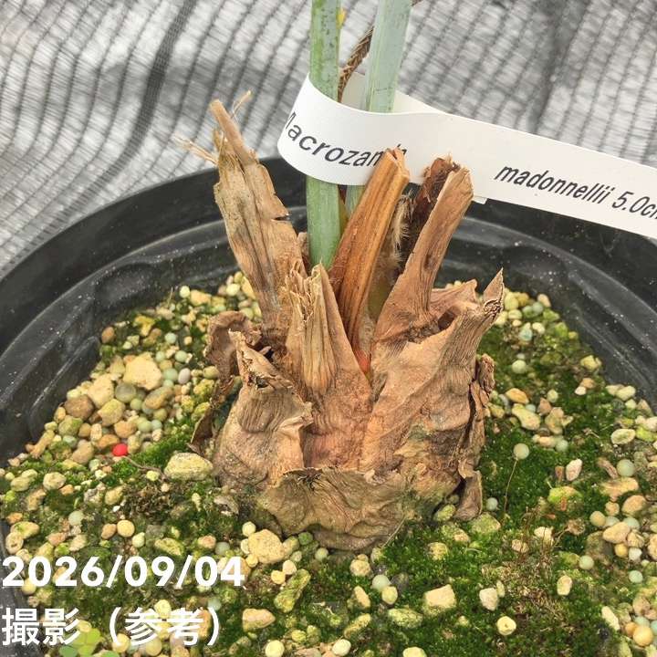 激レア！現品お届け】マクロザミア マクドンネリー Macrozamia