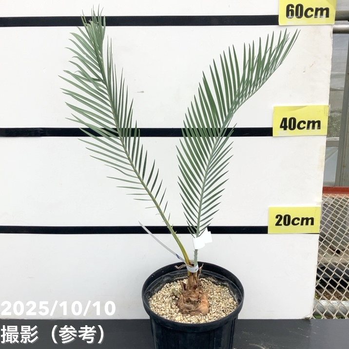 激レア！現品お届け】マクロザミア マクドンネリー Macrozamia