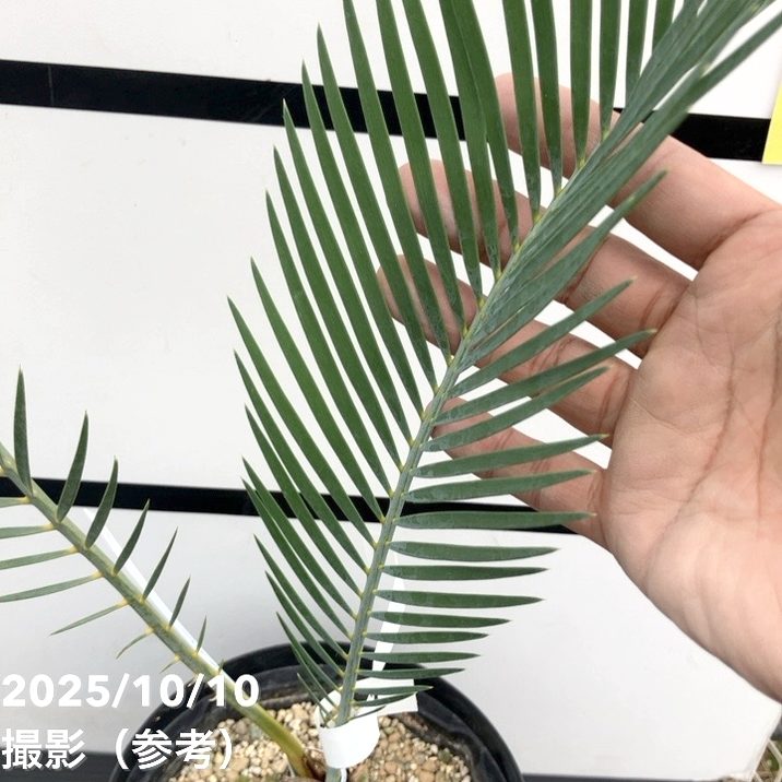 激レア！現品お届け】マクロザミア マクドンネリー Macrozamia