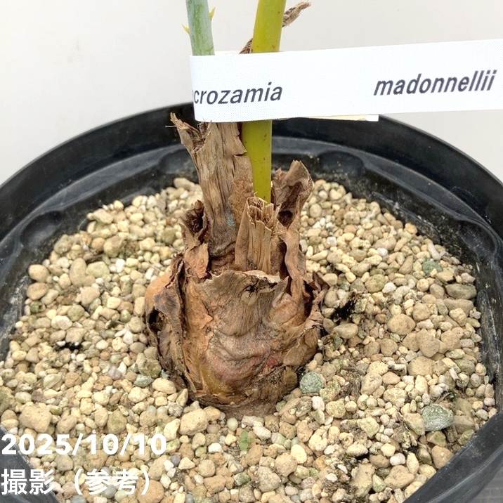激レア！現品お届け】マクロザミア マクドンネリー Macrozamia