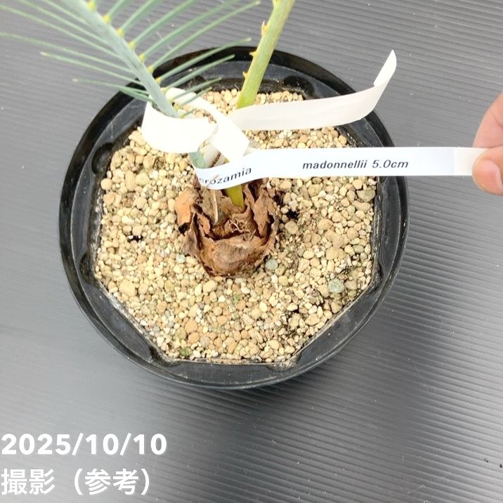 マクロザミア　ルシーダ　種子5粒　希少ソテツオーストラリア　マクドネリー マクロザミア ルシーダ 種子5粒 希少ソテツオーストラリア