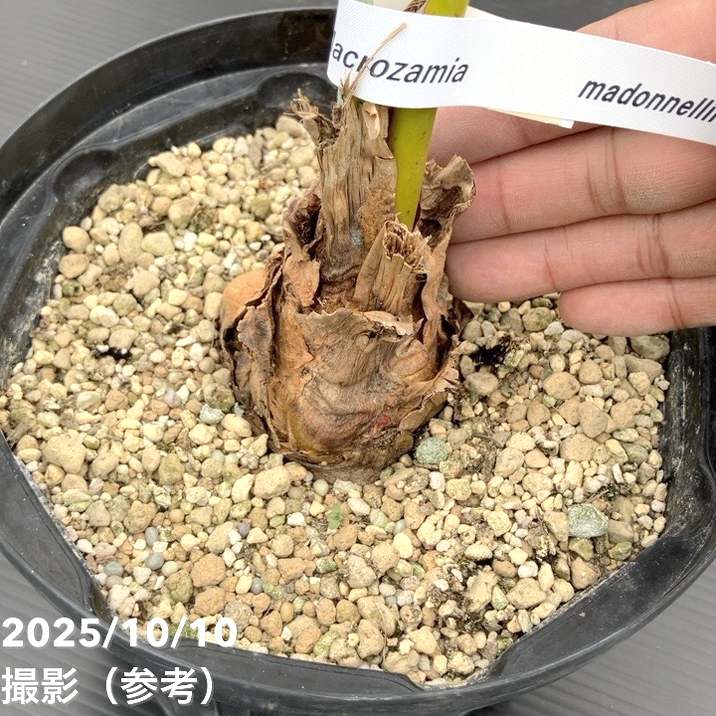 激レア！現品お届け】マクロザミア マクドンネリー Macrozamia