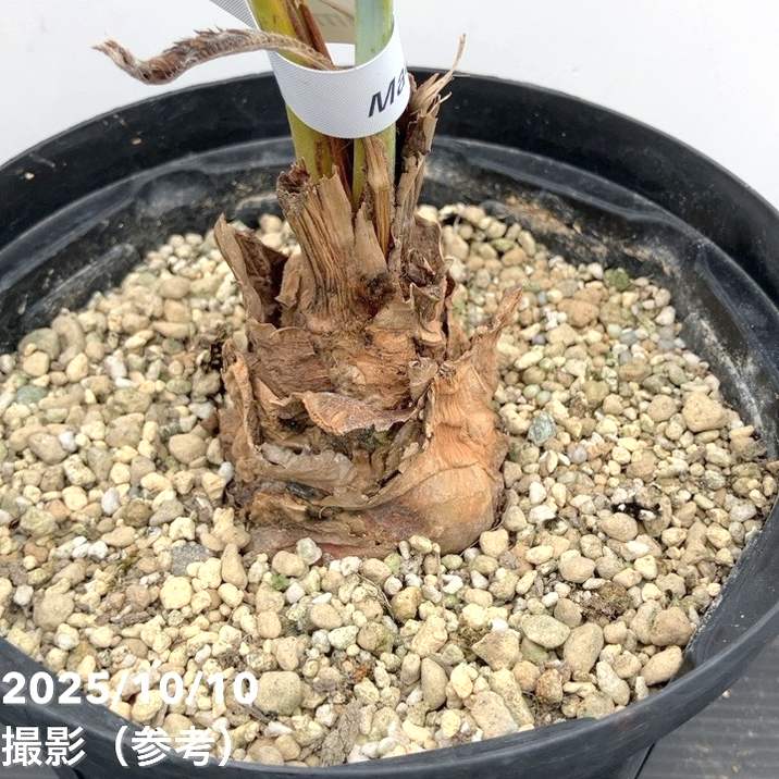 激レア！現品お届け】マクロザミア マクドンネリー Macrozamia