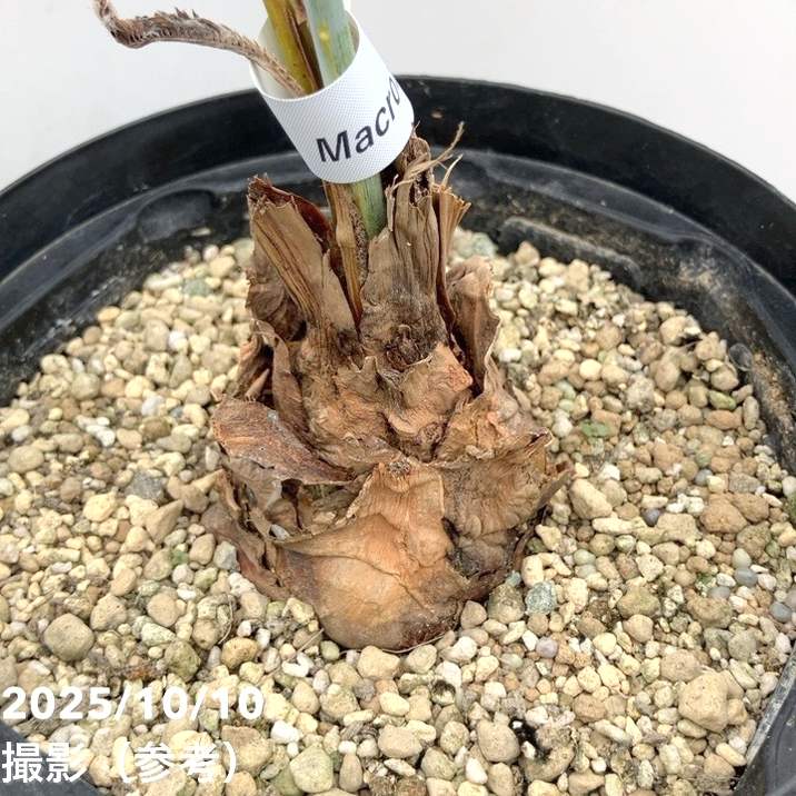 激レア！現品お届け】マクロザミア マクドンネリー Macrozamia