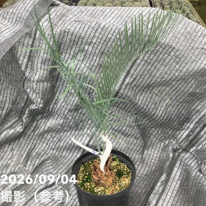 激レア！現品お届け】マクロザミア マクドンネリー Macrozamia