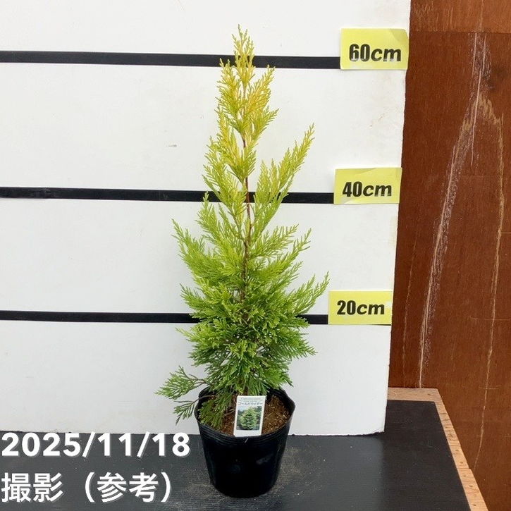 コニファー 立性 ゴールドライダー 5号｜花木10-TU | 花木・庭木,[垣根