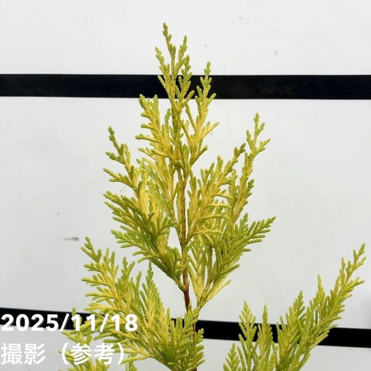 コニファー 立性 ゴールドライダー 5号｜花木10-TU | 花木・庭木,[垣根