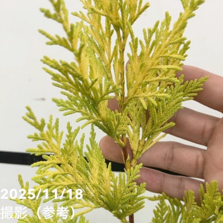 コニファー 立性 ゴールドライダー 5号｜花木10-TU | 花木・庭木,[垣根