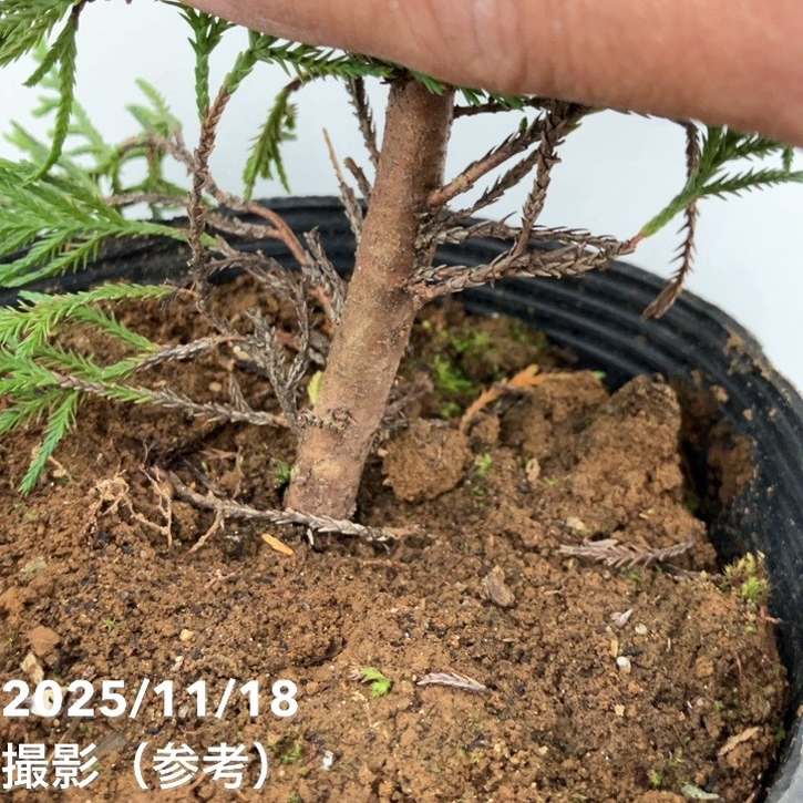 コニファー 立性 ゴールドライダー 5号｜花木10-TU | 花木・庭木,[垣根