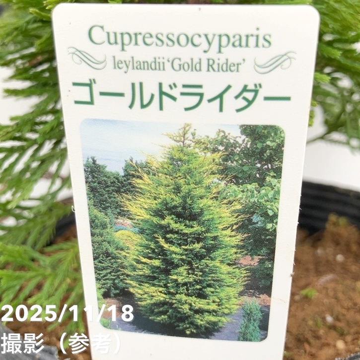 コニファー 立性 ゴールドライダー 5号｜花木10-TU | 花木・庭木,[垣根