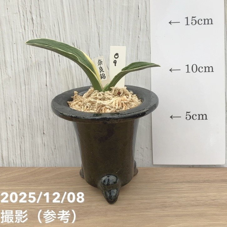現品お届け】豊明園 万年青 オモト 奈良錦 江戸 陶器鉢（O9）｜観葉10
