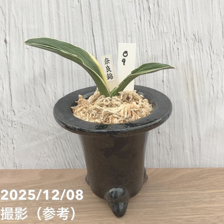 現品お届け】豊明園 万年青 オモト 奈良錦 江戸 陶器鉢（O9）｜観葉10