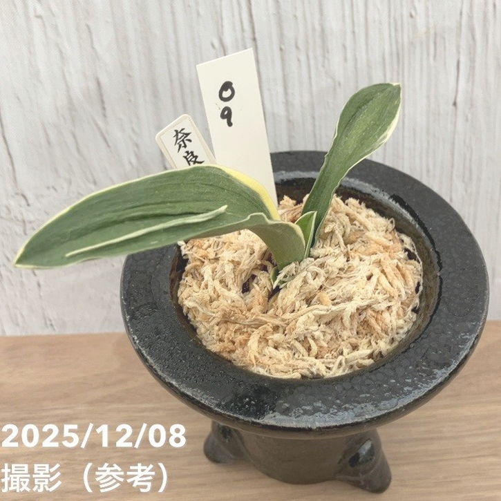 現品お届け】豊明園 万年青 オモト 奈良錦 江戸 陶器鉢（O9）｜観葉10