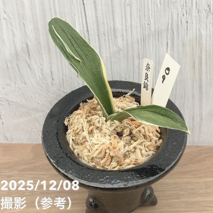 現品お届け】豊明園 万年青 オモト 奈良錦 江戸 陶器鉢（O9）｜観葉10
