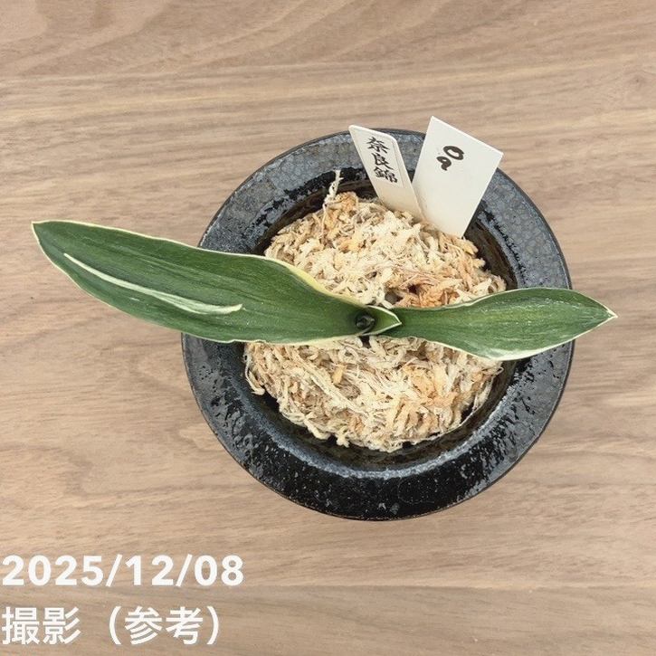 現品お届け】豊明園 万年青 オモト 奈良錦 江戸 陶器鉢（O9）｜観葉10