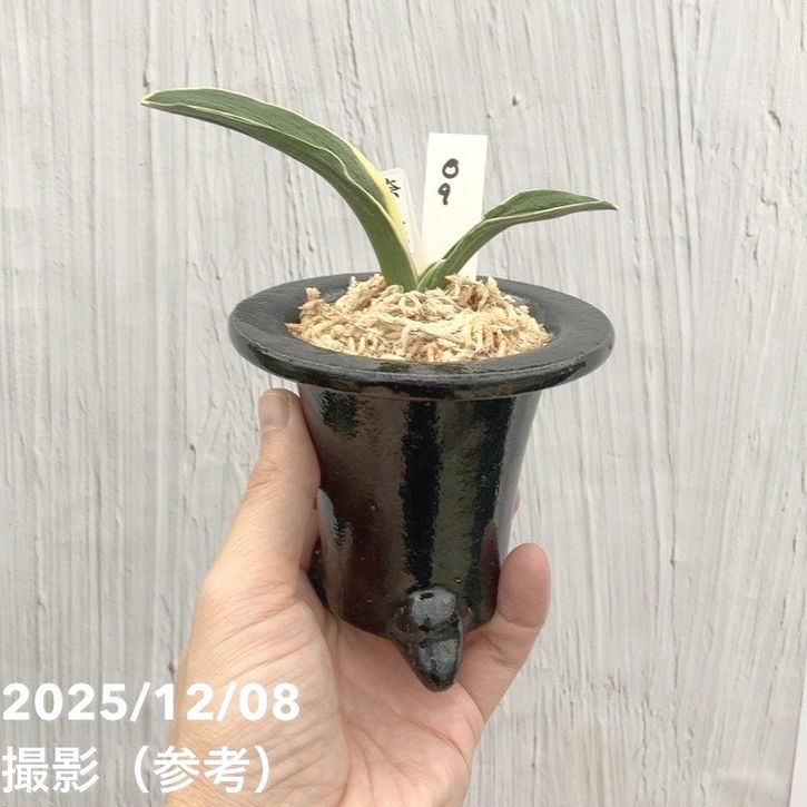 現品お届け】豊明園 万年青 オモト 奈良錦 江戸 陶器鉢（O9）｜観葉10