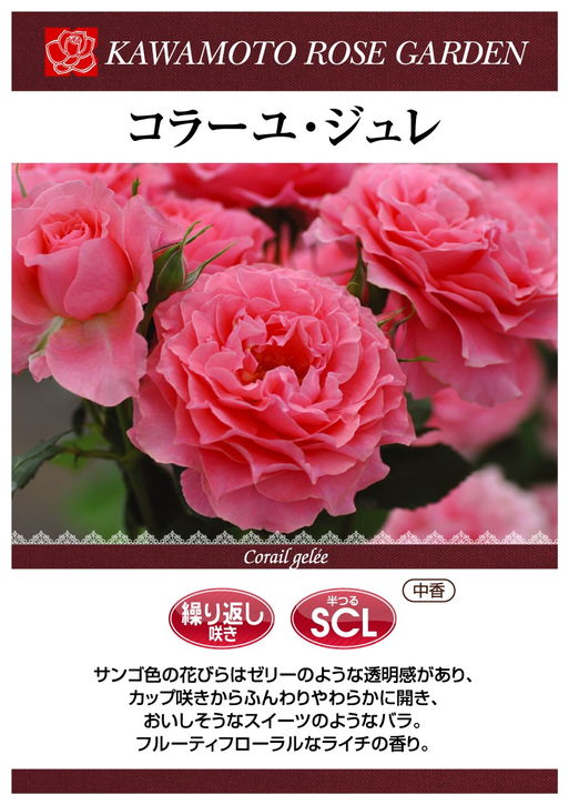 バラ大苗 コラーユ・ジュレ 7号ロングスリット鉢 河本バラ園 河本純子さん|花木04-PA