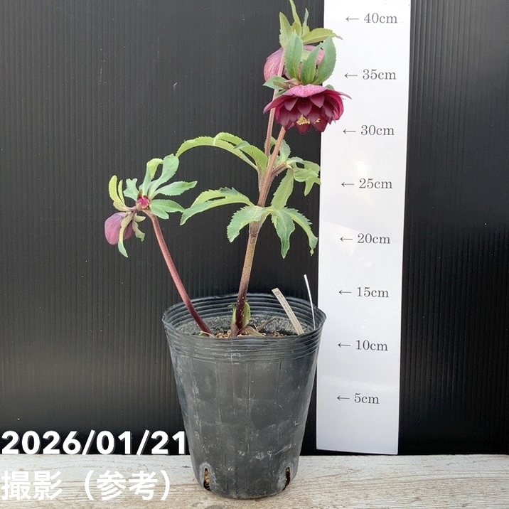 一点物】加藤農園 クリスマスローズ フレグランスクリスマスローズ 4.5