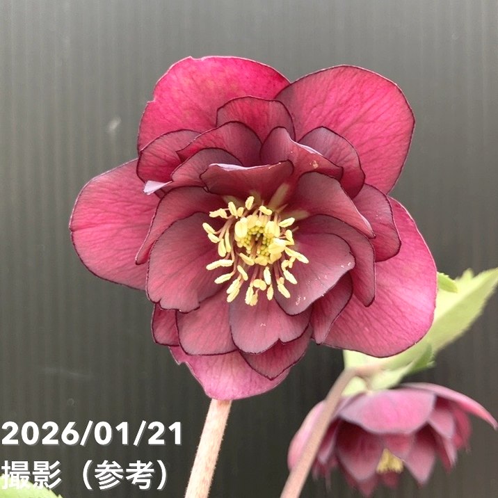 一点物】加藤農園 クリスマスローズ フレグランスクリスマスローズ 4.5