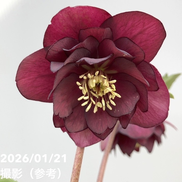 一点物】加藤農園 クリスマスローズ フレグランスクリスマスローズ 4.5