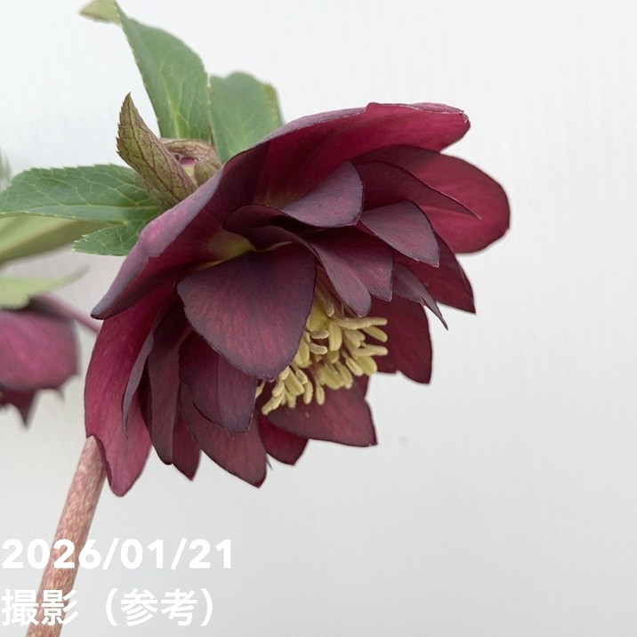 一点物】加藤農園 クリスマスローズ フレグランスクリスマスローズ 4.5