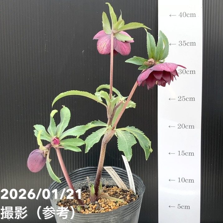 クリスマスローズ　認定フレグランスパープル　加藤農園 クリスマスローズ 認定フレグランスパープル 加藤農園 本物