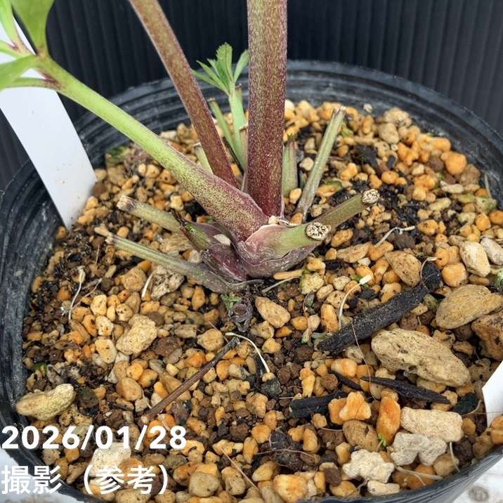 お買い得一点物咲き進み株】加藤農園 艶々系クリスマスローズ キラメキ