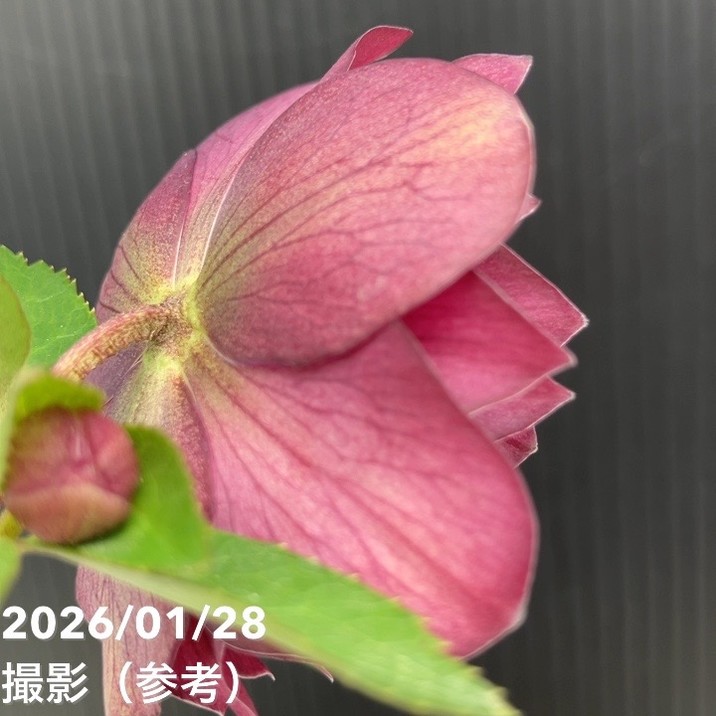 お買い得一点物咲き進み株】加藤農園 艶々系クリスマスローズ キラメキ