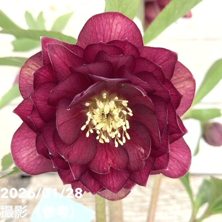 お買い得一点物咲き進み株】加藤農園 艶々系クリスマスローズ キラメキ