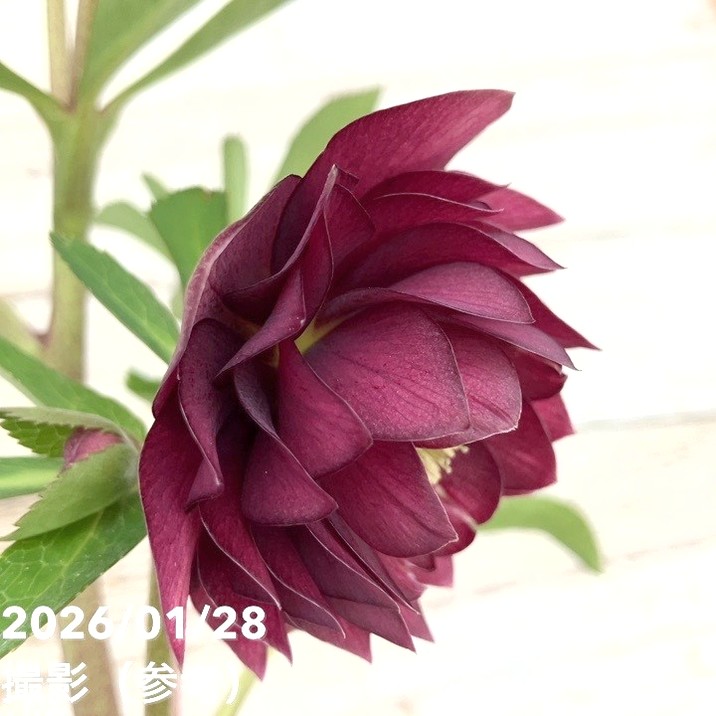 お買い得一点物咲き進み株】加藤農園 艶々系クリスマスローズ キラメキ