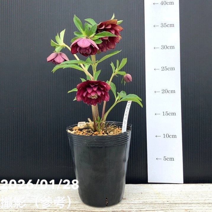 一点物】加藤農園 艶々系クリスマスローズ キラメキディープレッド 4.5