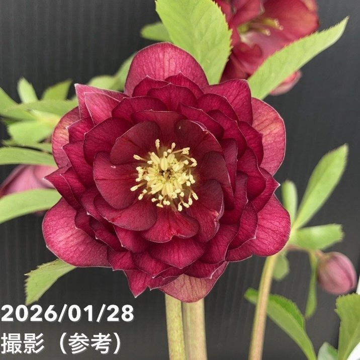 一点物】加藤農園 艶々系クリスマスローズ キラメキディープレッド 4.5