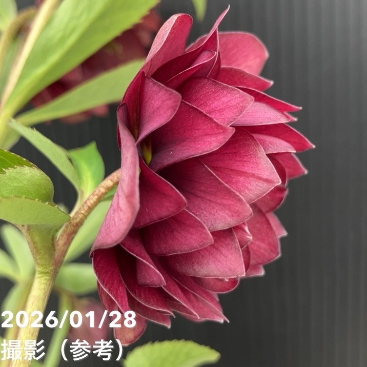 お買い得一点物咲き進み株】加藤農園 艶々系クリスマスローズ キラメキ