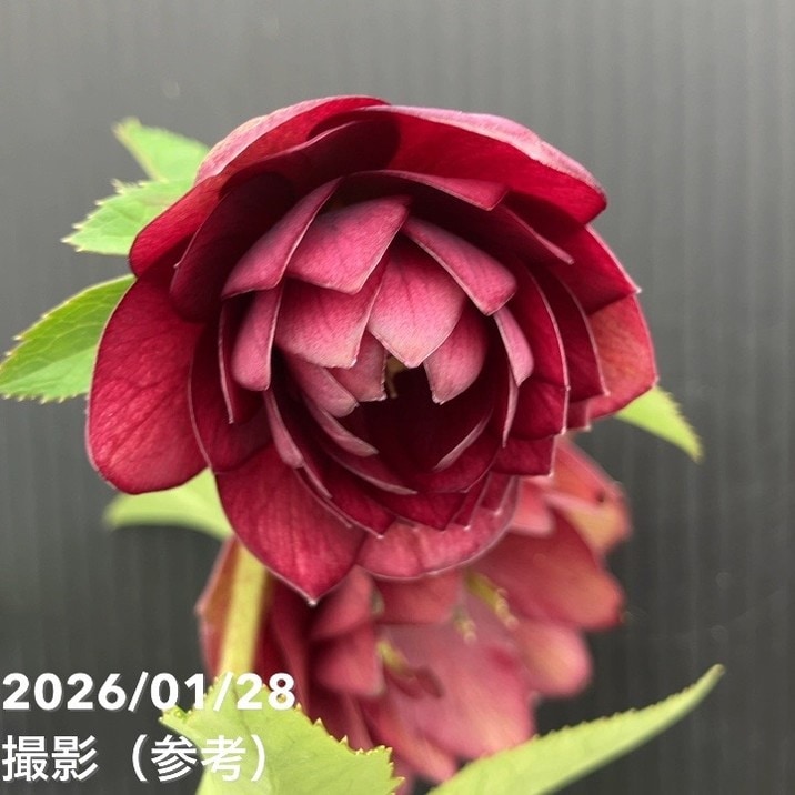 お買い得一点物咲き進み株】加藤農園 艶々系クリスマスローズ キラメキ