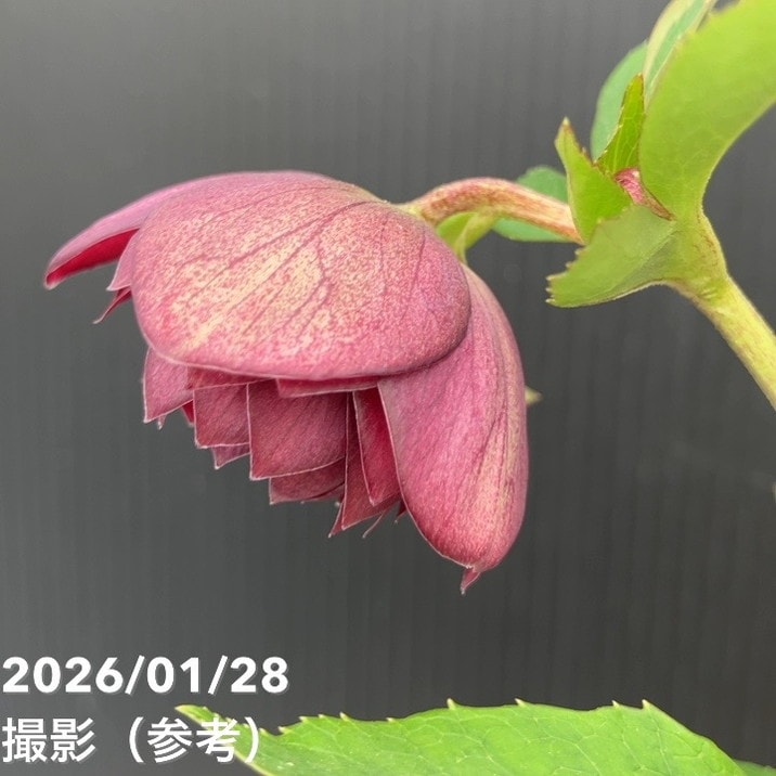 お買い得一点物咲き進み株】加藤農園 艶々系クリスマスローズ キラメキ