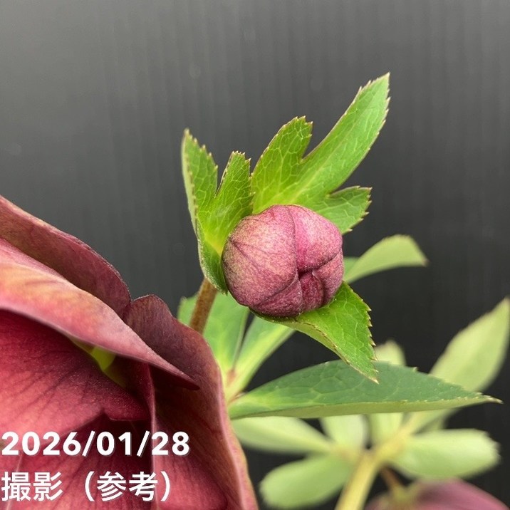 お買い得一点物咲き進み株】加藤農園 艶々系クリスマスローズ キラメキ