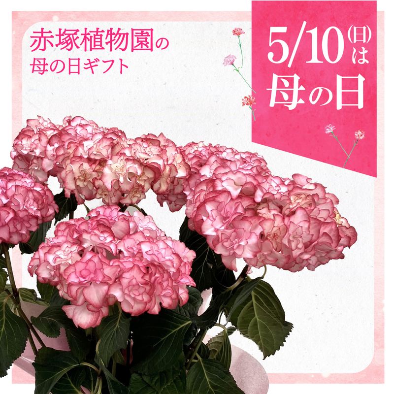 「キッカページ」花藤 珍しい 鉢ごと発送(この値段は今晩24時まで) キッカ様専用ページ」花藤 珍しい 鉢ごと発送(この値段は今晩24時まで