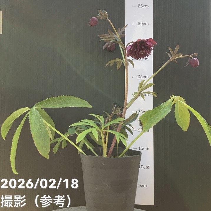 一点物】広瀬園芸 クリスマスローズ 4.5号（HR37）｜山野04-PA | 草花