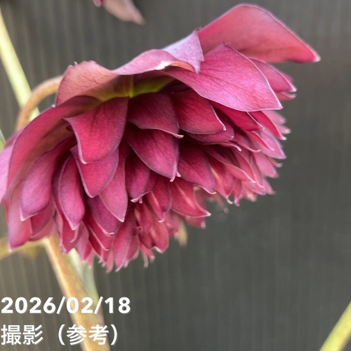 一点物】広瀬園芸 クリスマスローズ 4.5号（HR37）｜山野04-PA | 草花