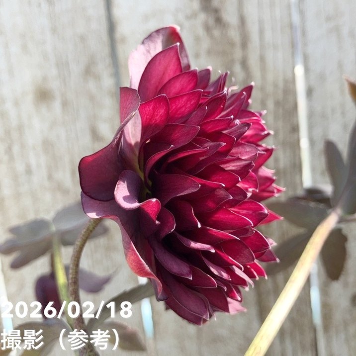 一点物】広瀬園芸 クリスマスローズ 4.5号（HR37）｜山野04-PA | 草花