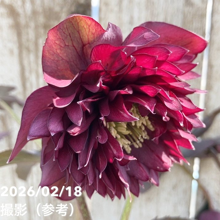 一点物】広瀬園芸 クリスマスローズ 4.5号（HR37）｜山野04-PA | 草花