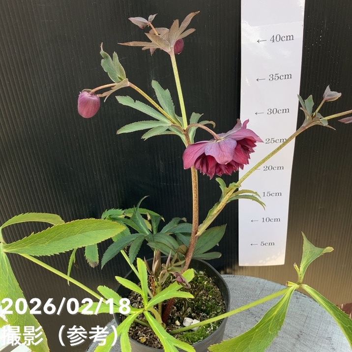 一点物】広瀬園芸 クリスマスローズ 4.5号（HR37）｜山野04-PA | 草花