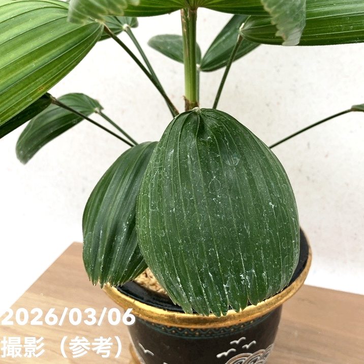 現品お届け】観音竹 カンノンチク 大納言 だいなごん 錦鉢（K20