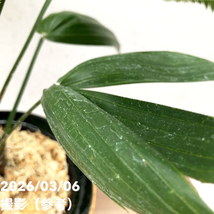現品お届け】観音竹 カンノンチク 大納言 だいなごん 錦鉢（K20
