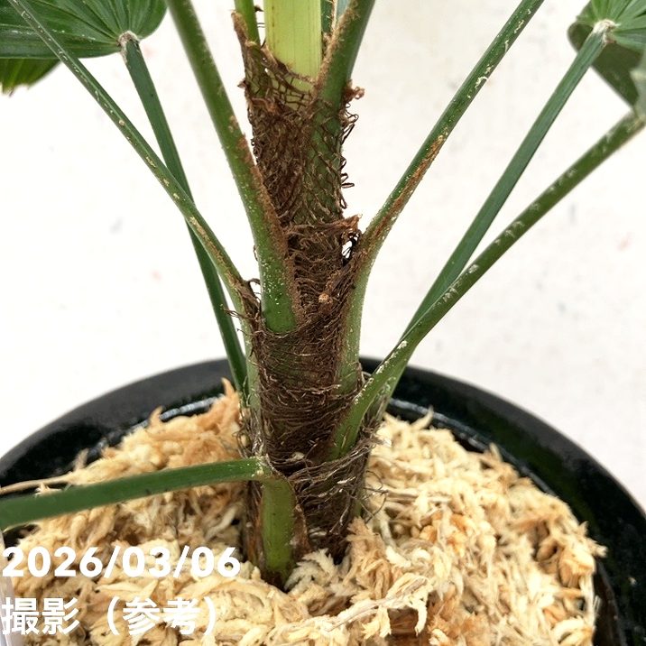 現品お届け】観音竹 カンノンチク 大納言 だいなごん 錦鉢（K20
