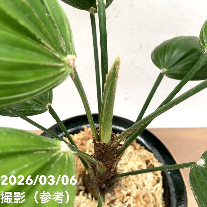 現品お届け】観音竹 カンノンチク 大納言 だいなごん 錦鉢（K20